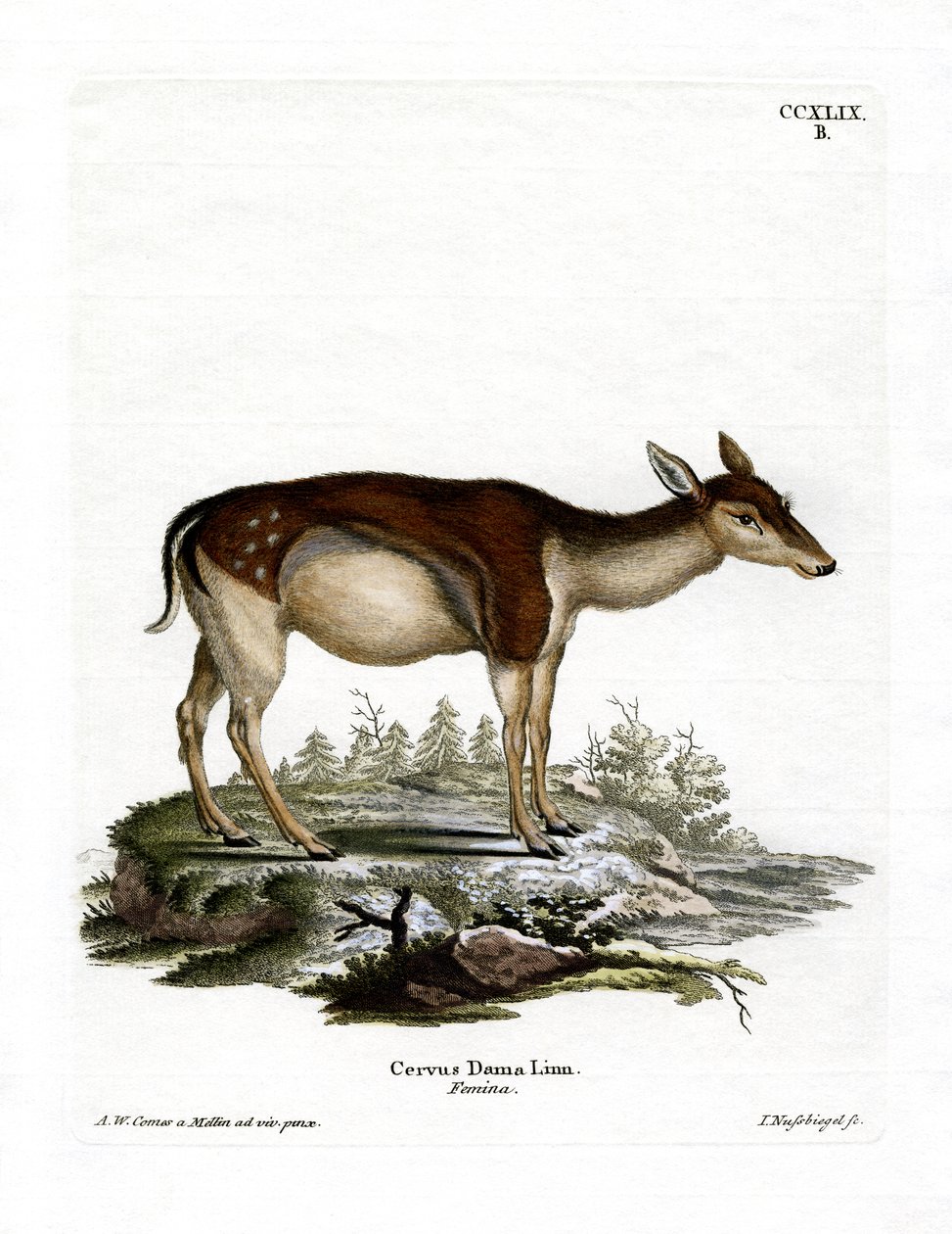 Fallow Deer by German School