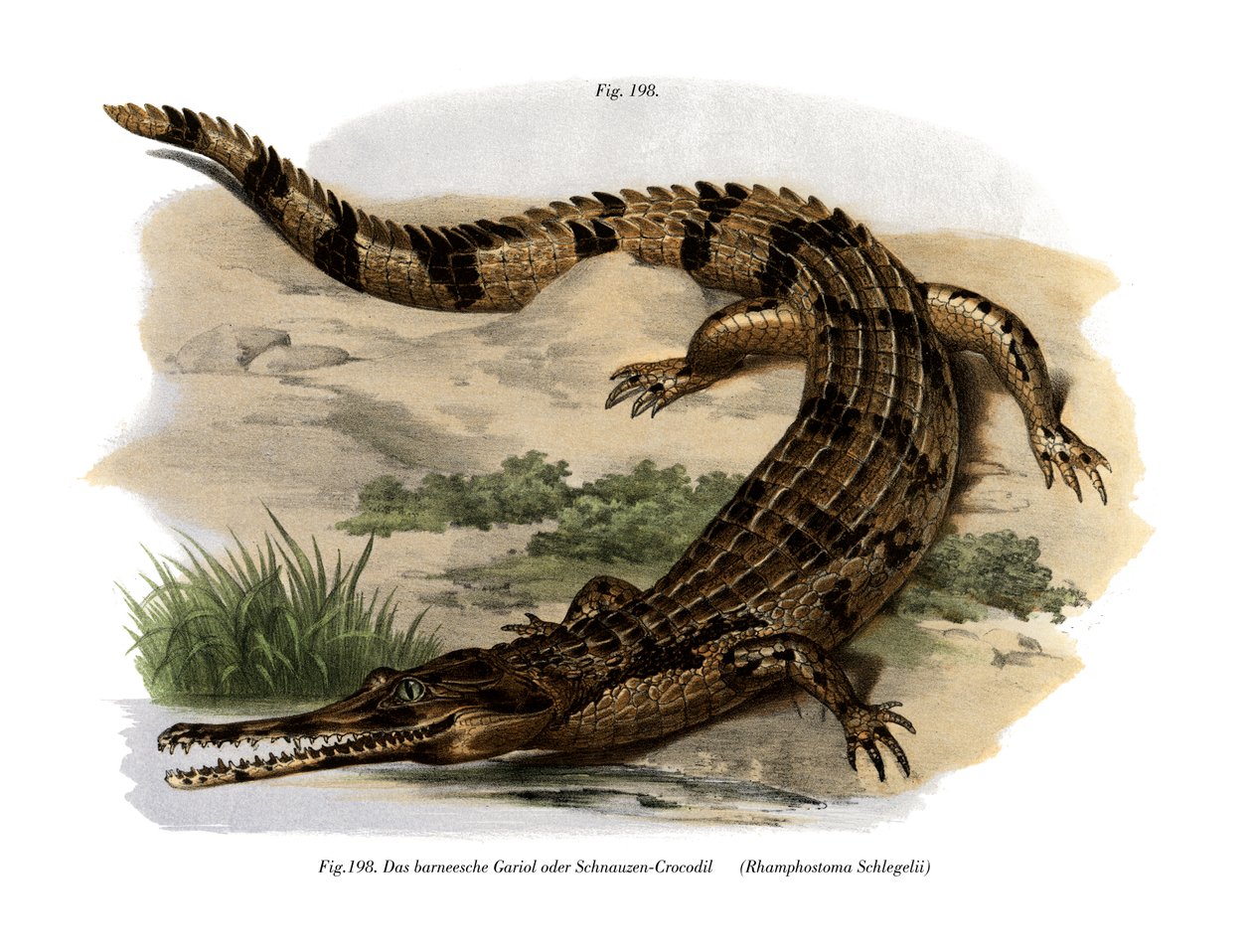 False Gharial by German School
