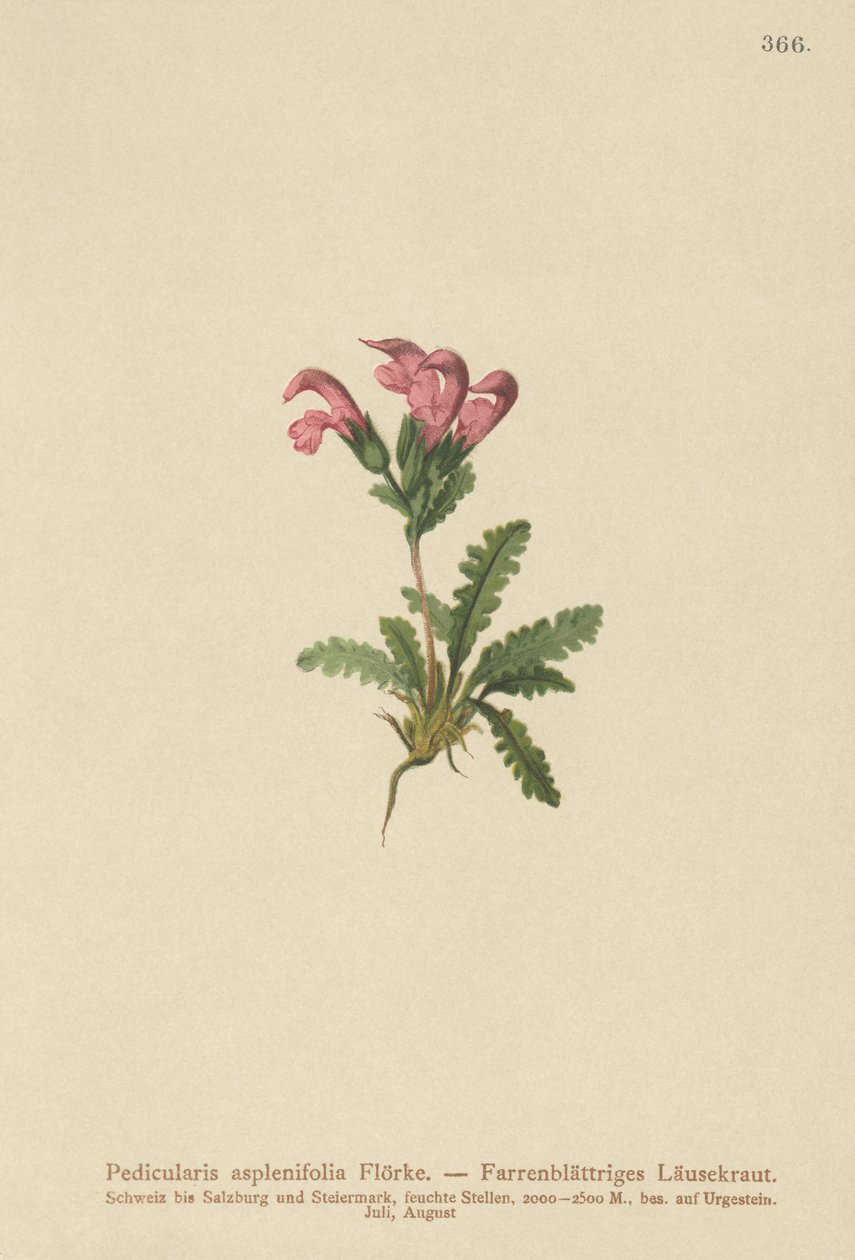 Fern-leaved Lousewort by German School