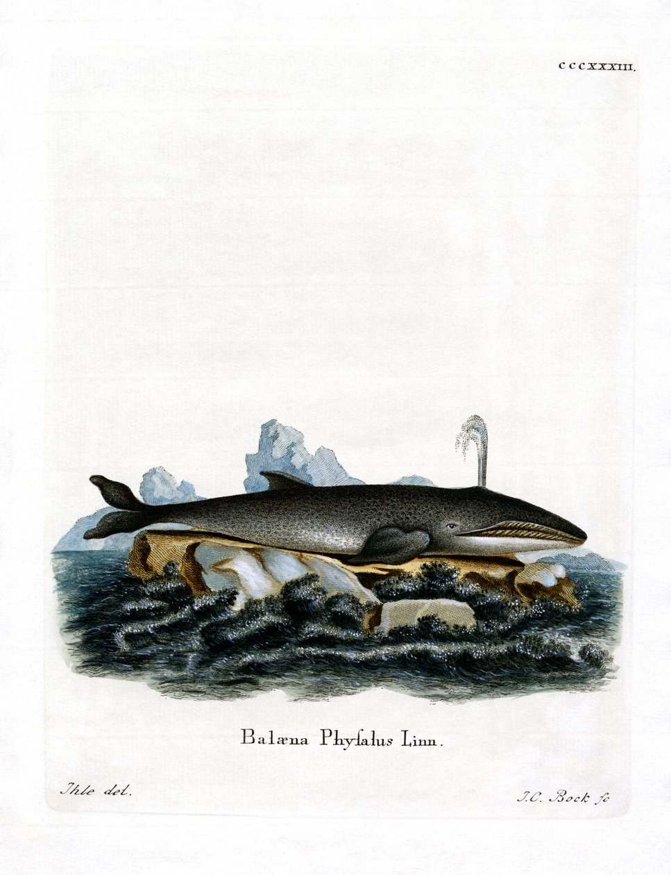 Fin Whale by German School