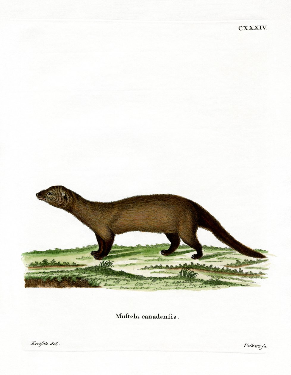 Fisher by German School