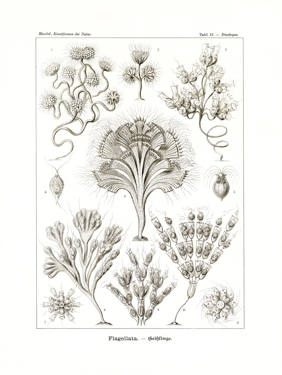Flagellata by German School