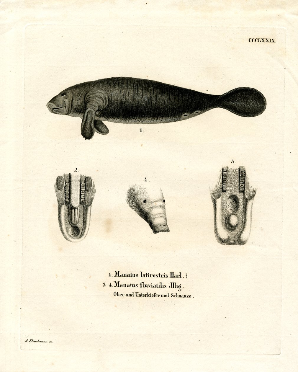 Florida Manatee by German School