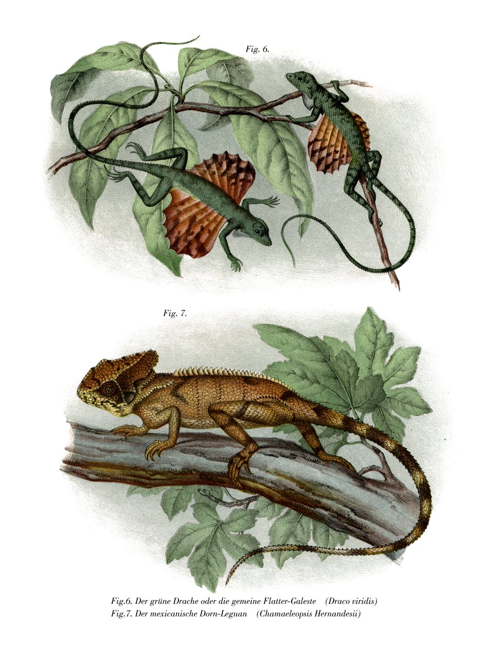 Flying Lizard by German School