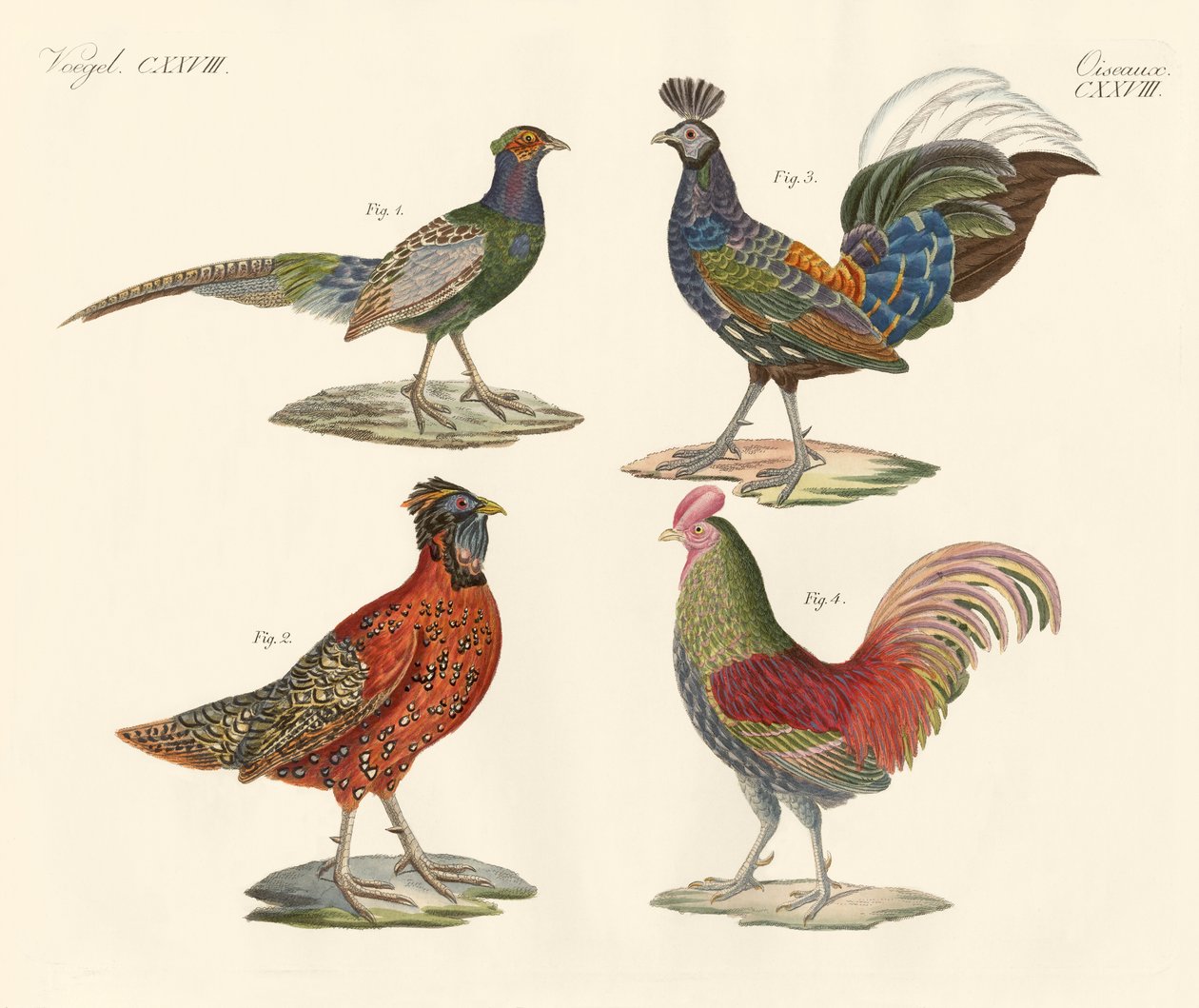 Foreign birds by German School