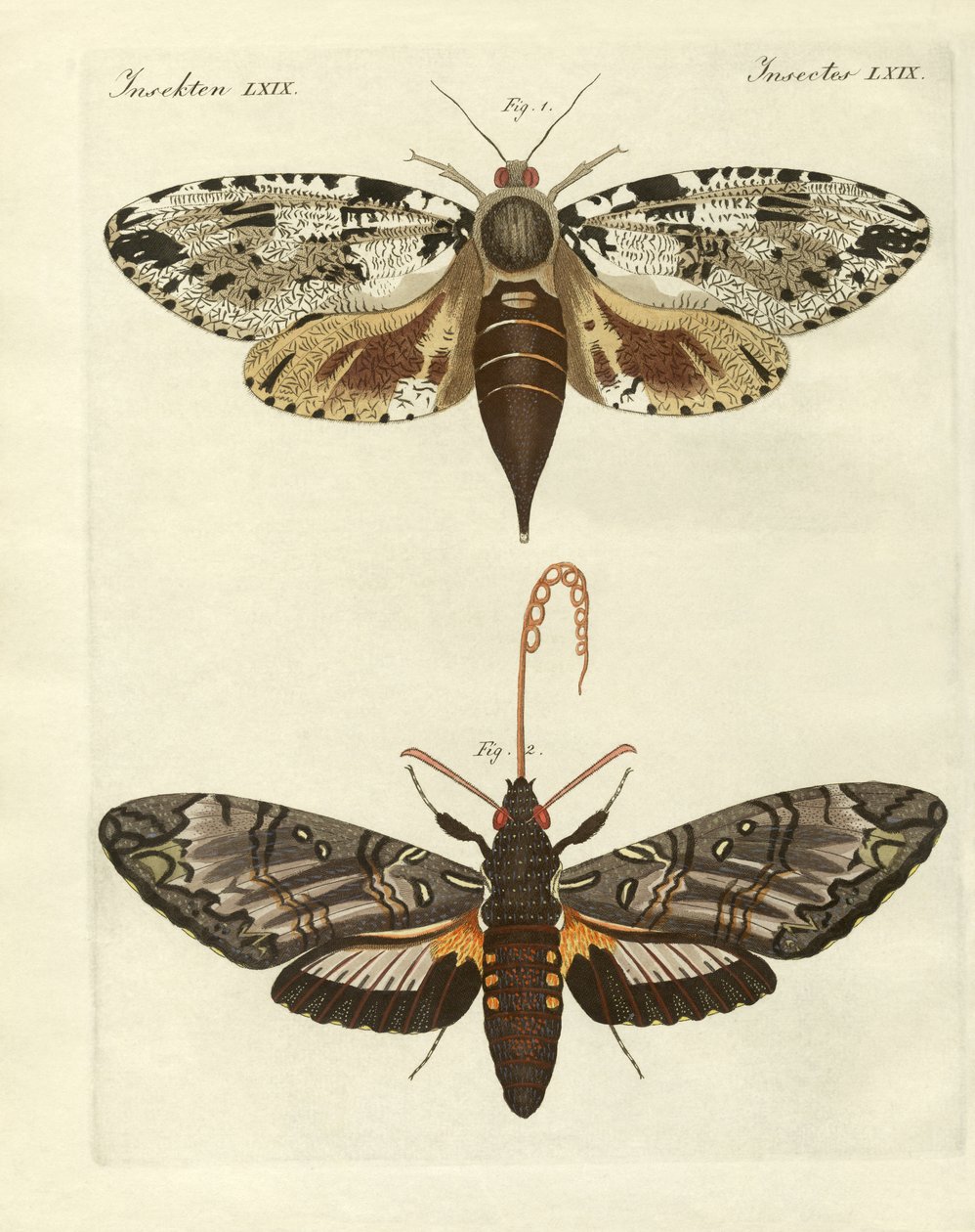 Foreign moths by German School