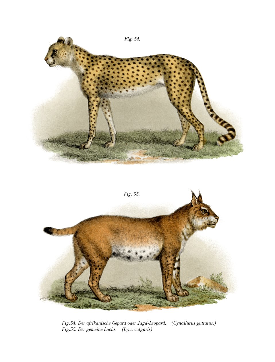 Cheetah by German School