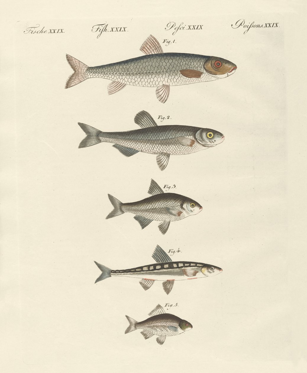 German river fish by German School