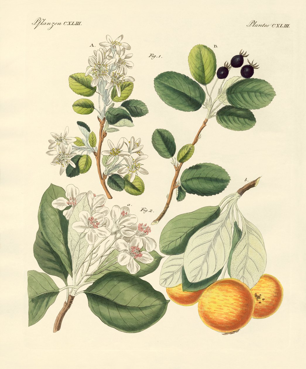 German Wood Species by German School