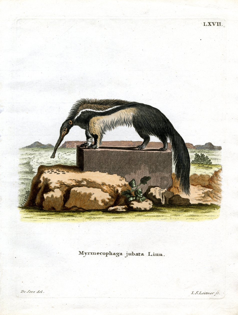 Giant Anteater by German School