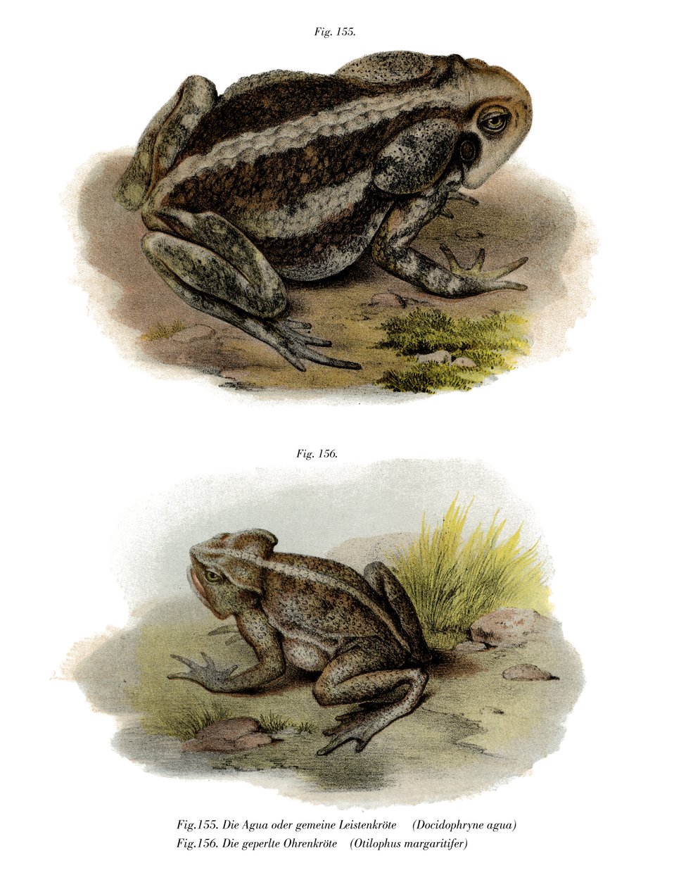 Giant Toad by German School