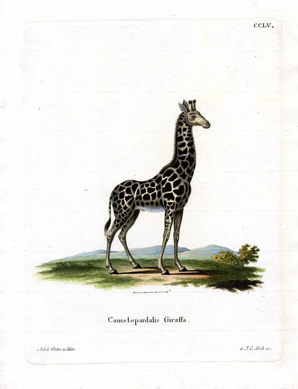 Giraffe by German School