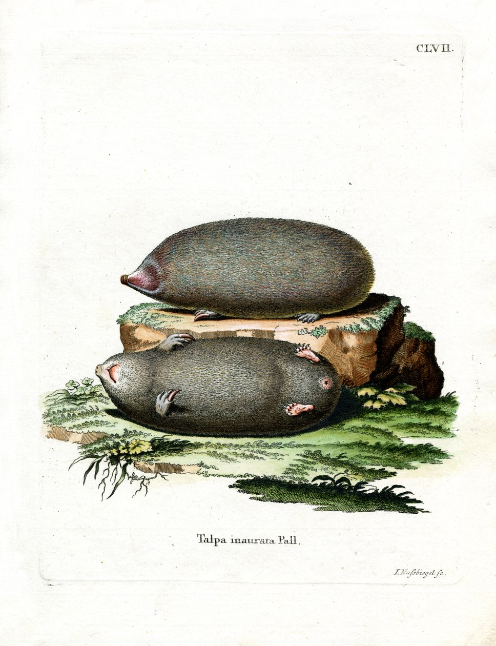 Golden Mole by German School