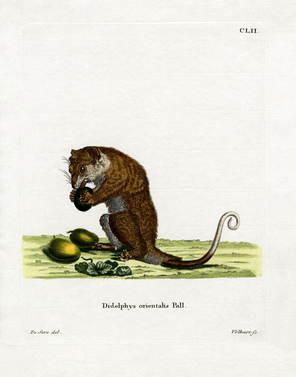 Gray Cuscus by German School