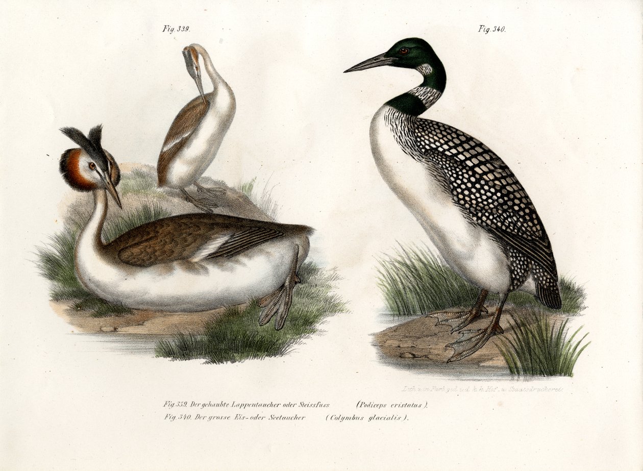 Great Crested Grebe by German School