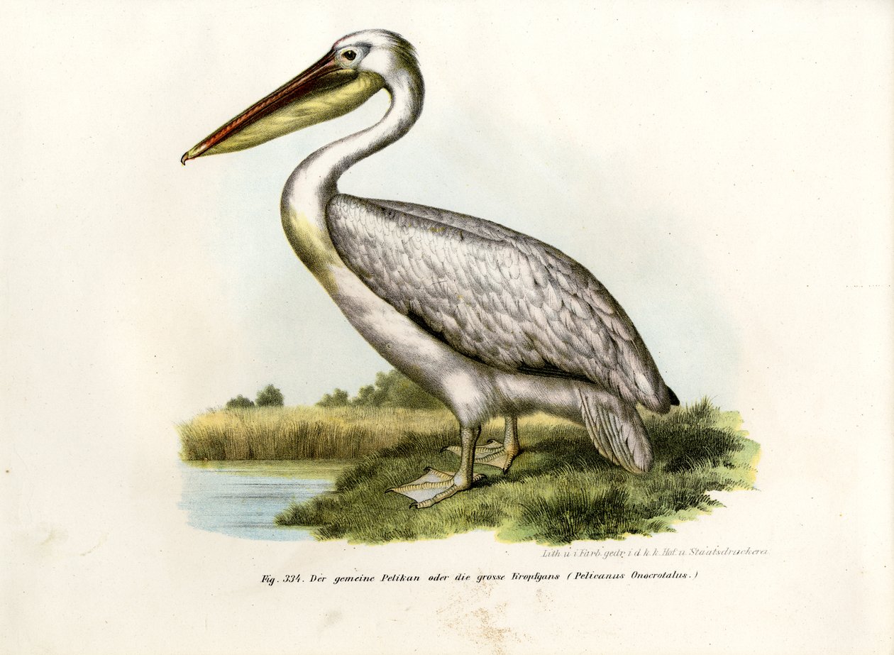 Great White Pelican by German School