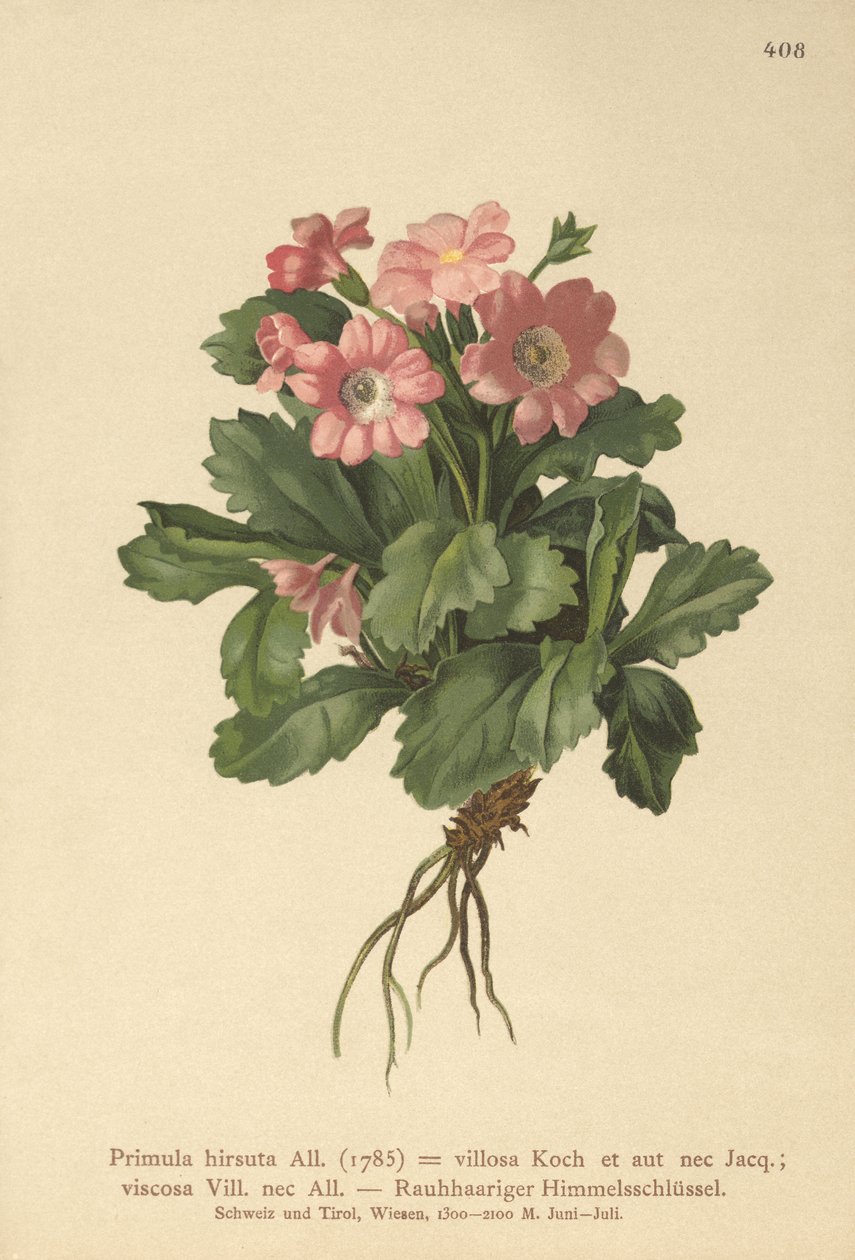 Hairy Primrose by German School