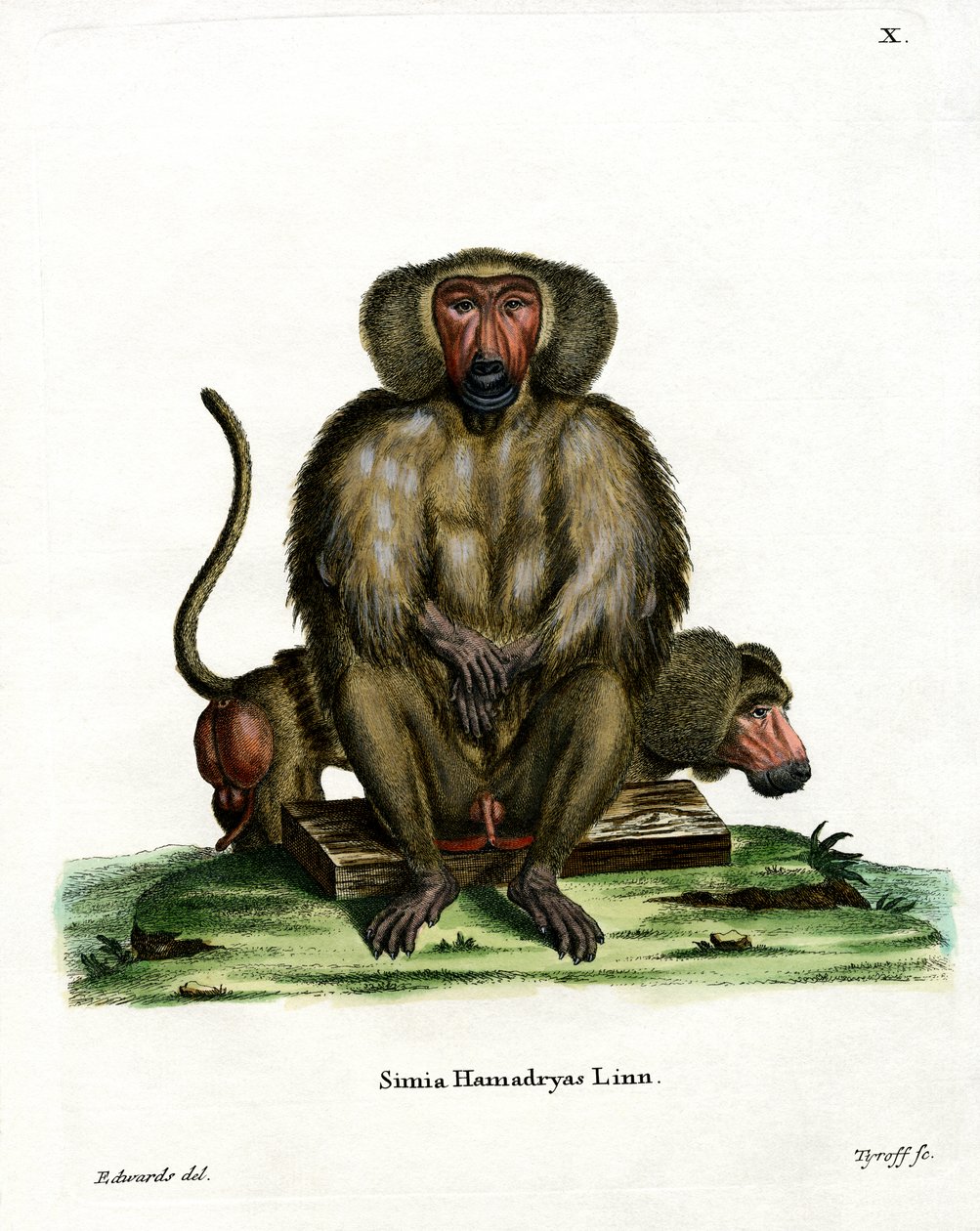 Hamadryas Baboon by German School
