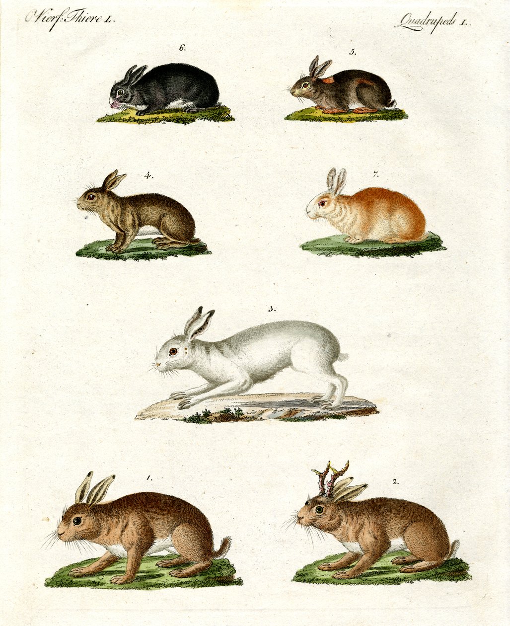 Hares and Rabbits by German School