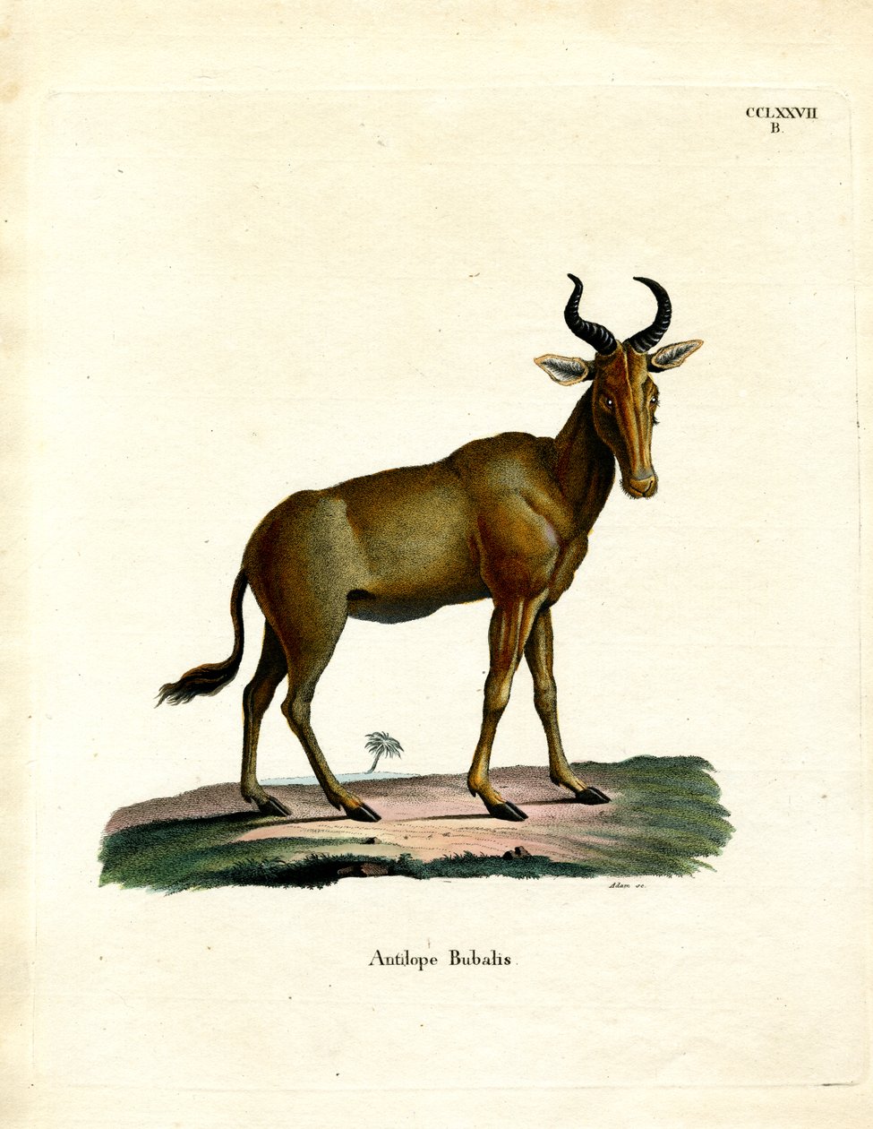 Hartebeest by German School