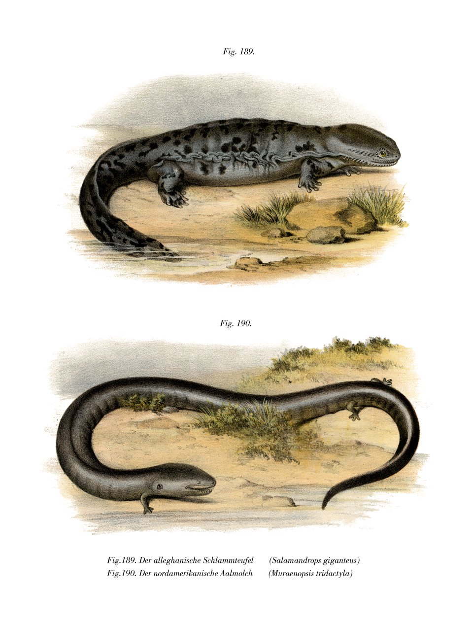 Hellbender by German School