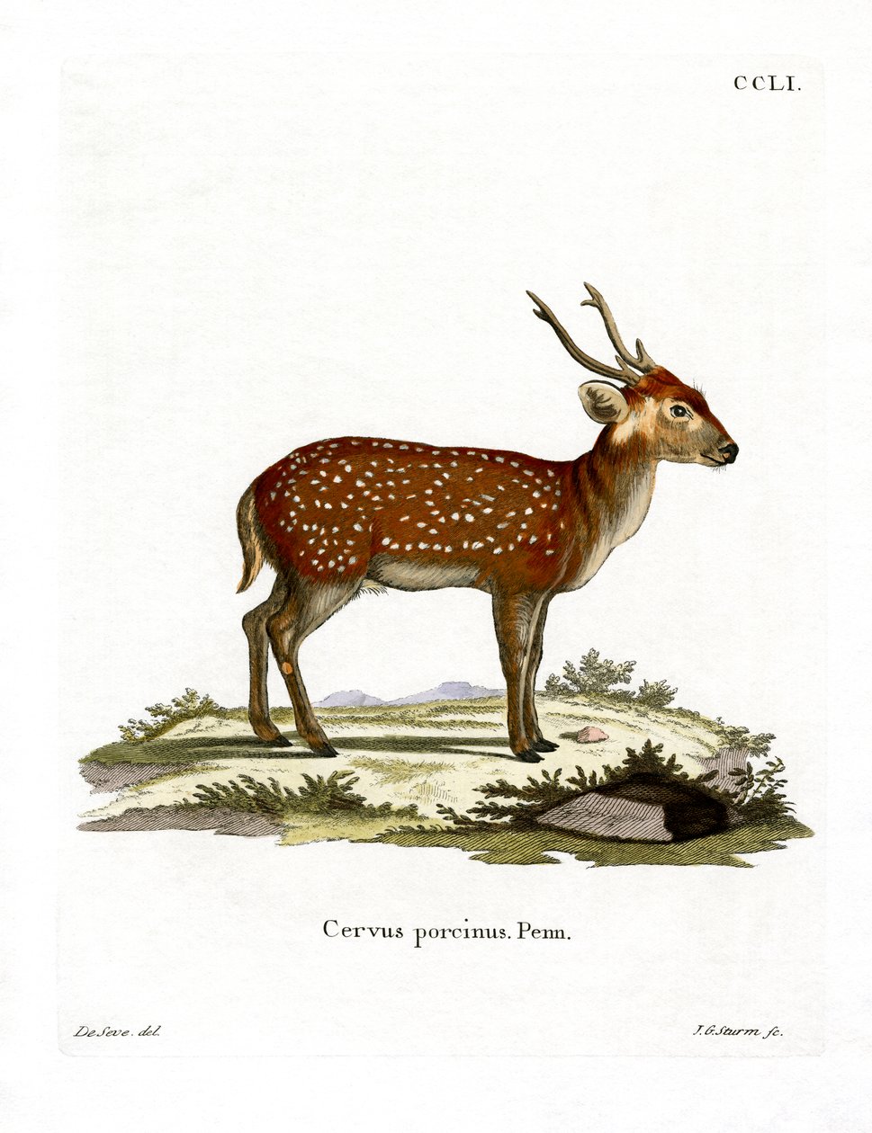 Hog Deer by German School