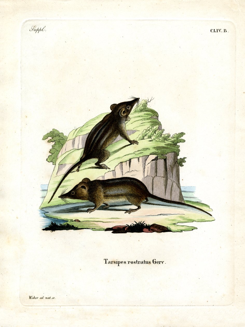 Honey Possum by German School