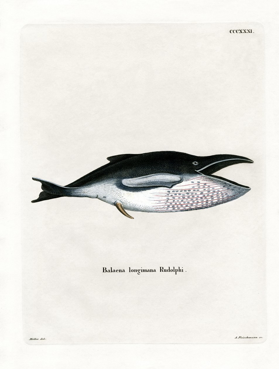 Humpback Whale by German School