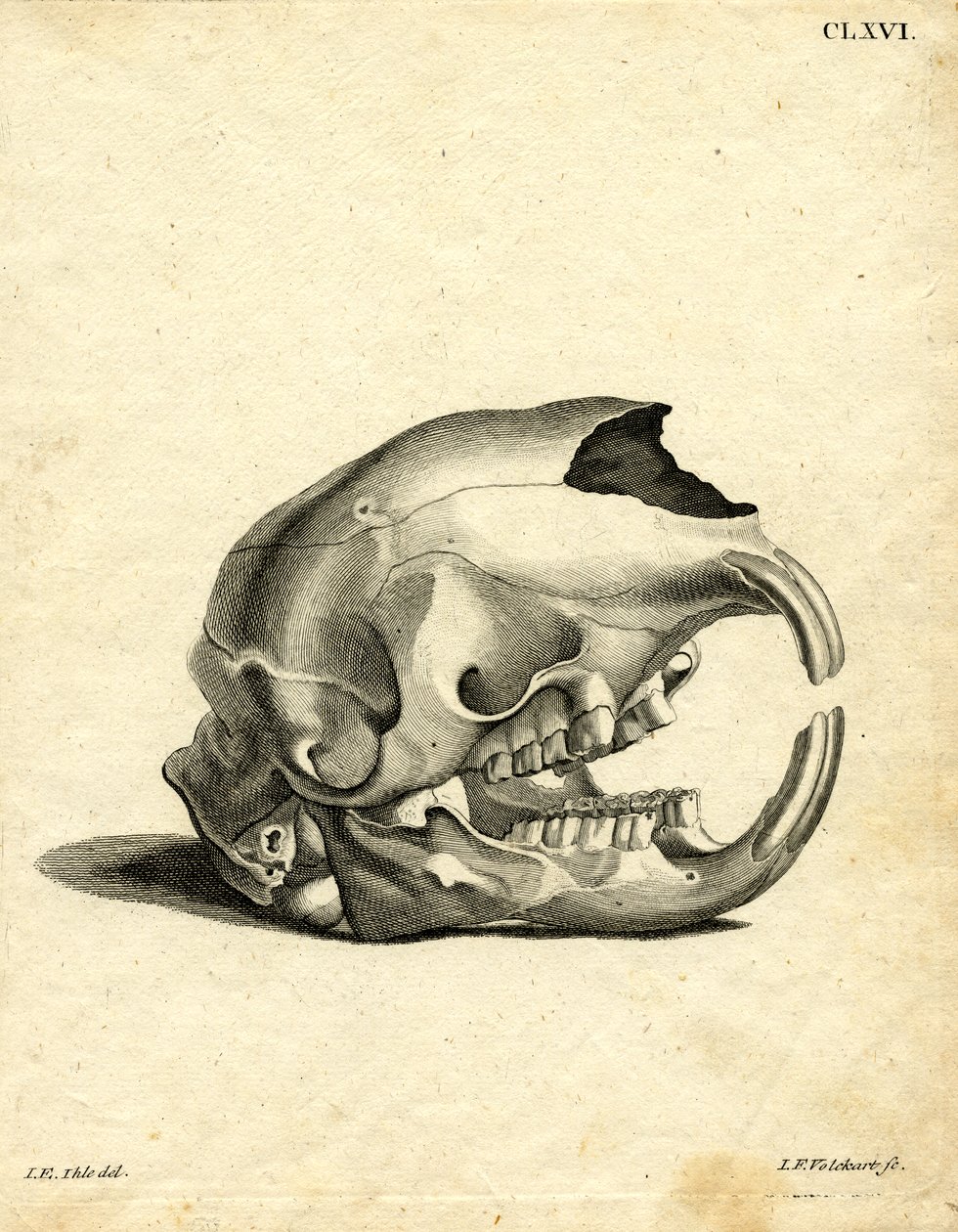 Hyrax Skull by German School