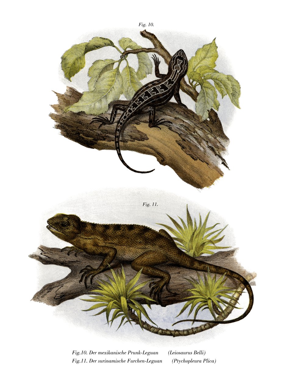 Iguana by German School