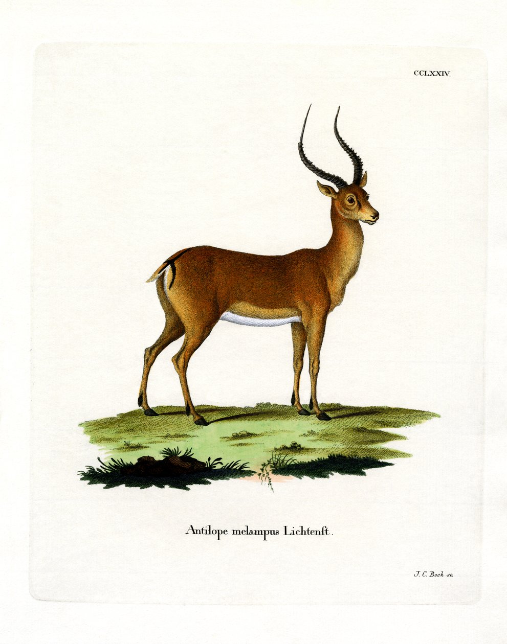 Impala by German School