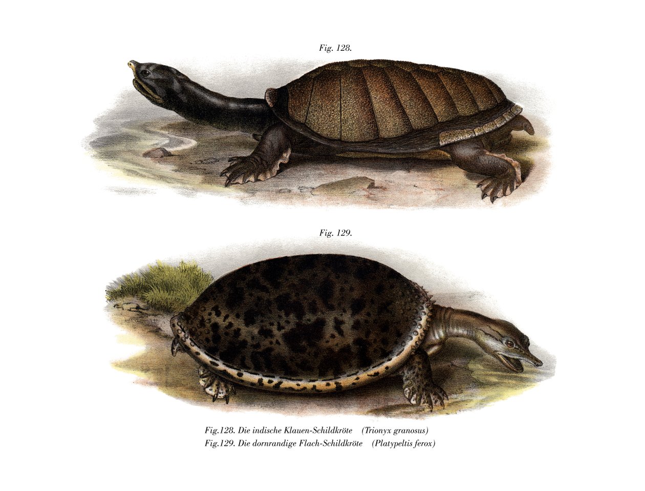 Indian Flap-shelled Turtle by German School