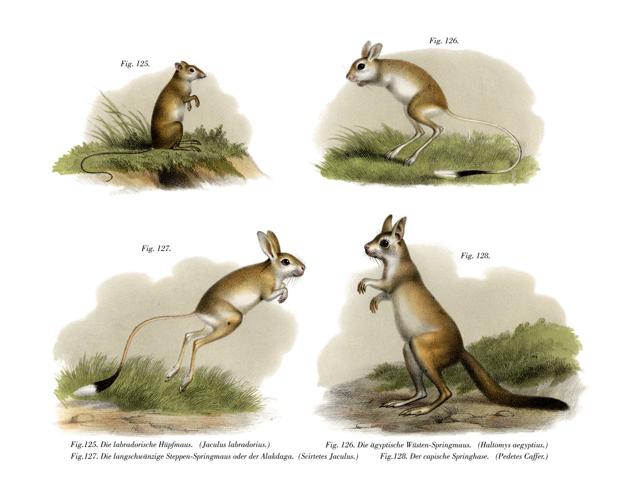 Jerboa by German School