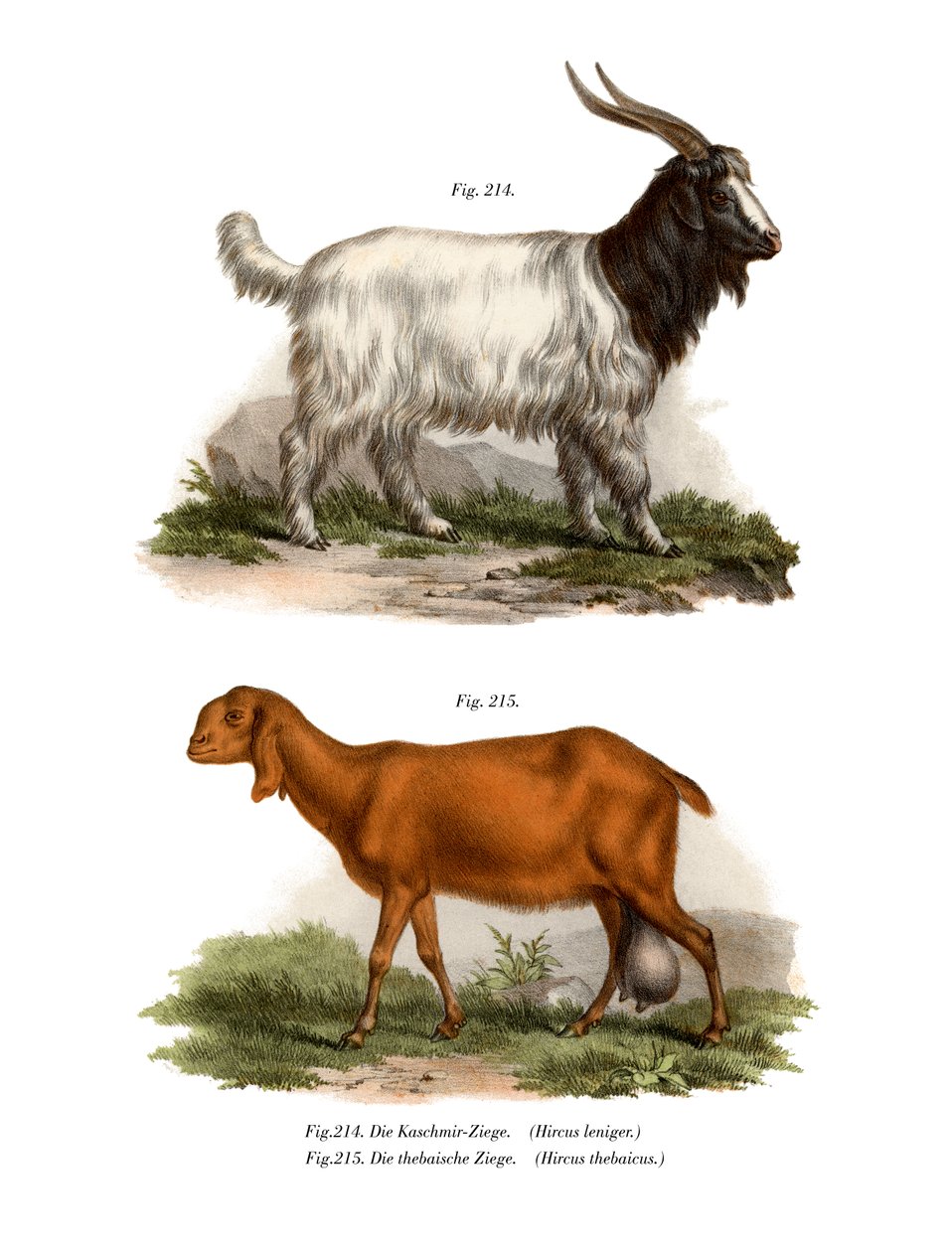 Kashmir Goat by German School