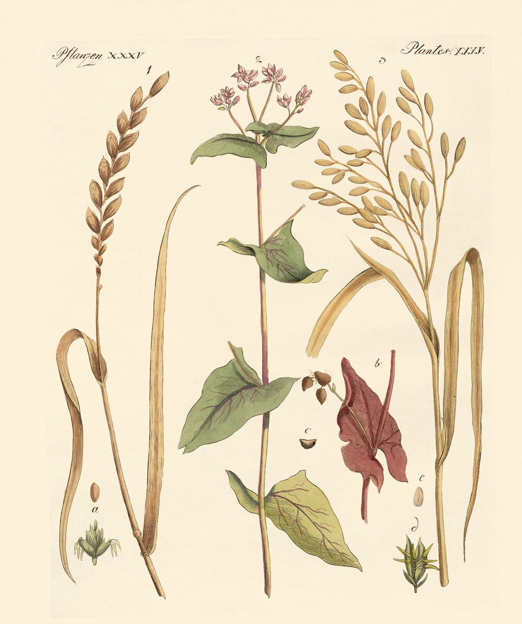Kinds of Corns by German School