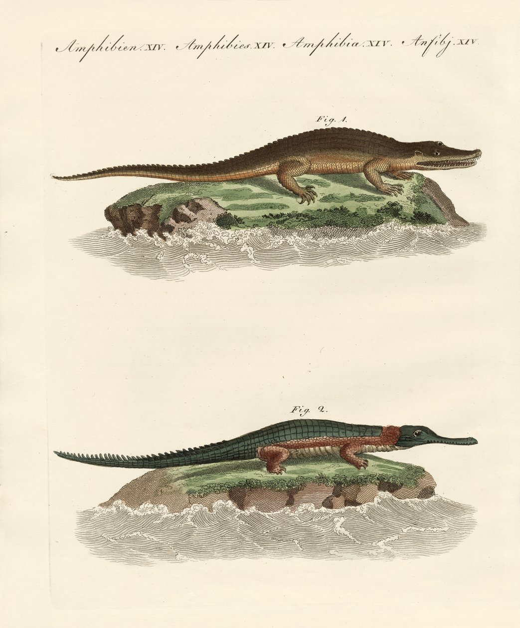 Kinds of crocodiles by German School
