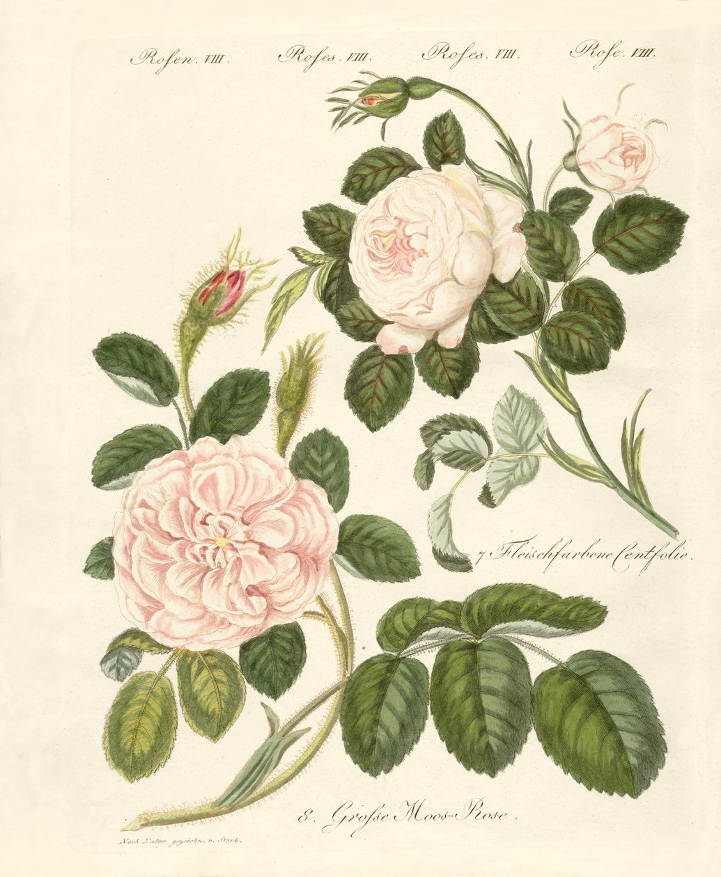Kinds of roses by German School
