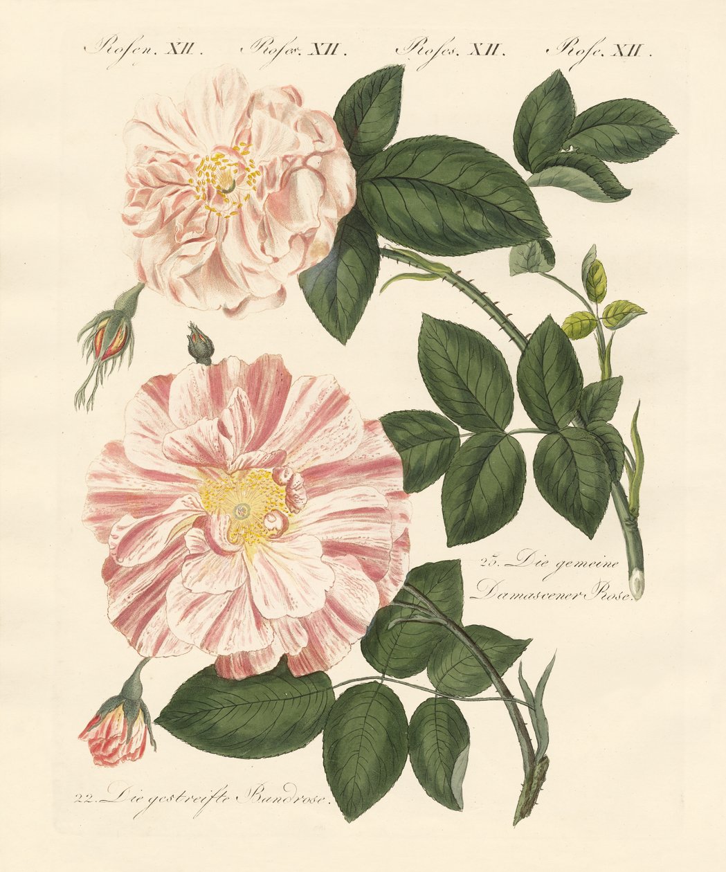 Kinds of roses by German School