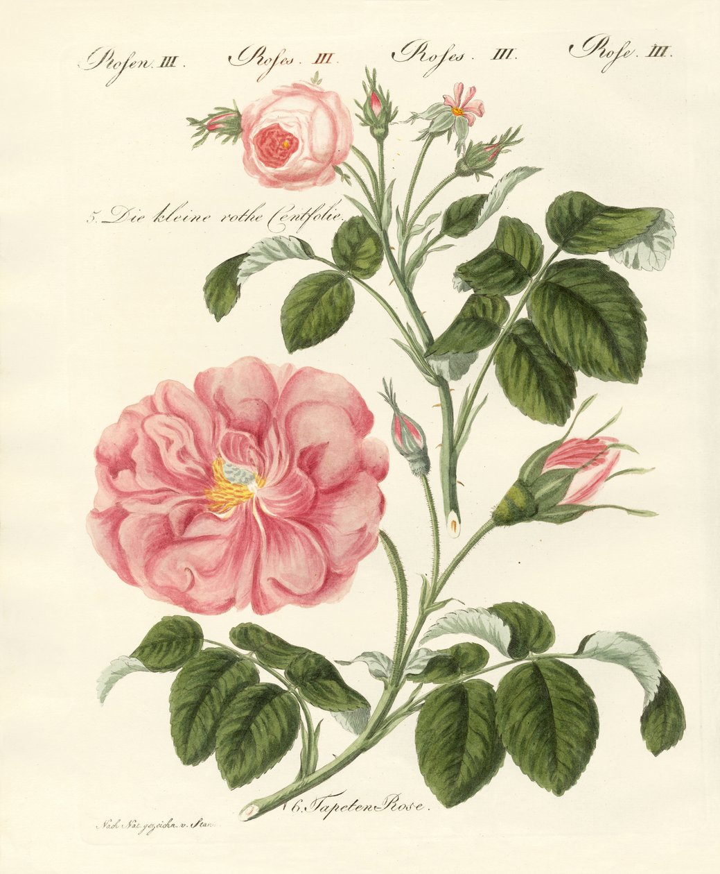 Kinds of Roses by German School