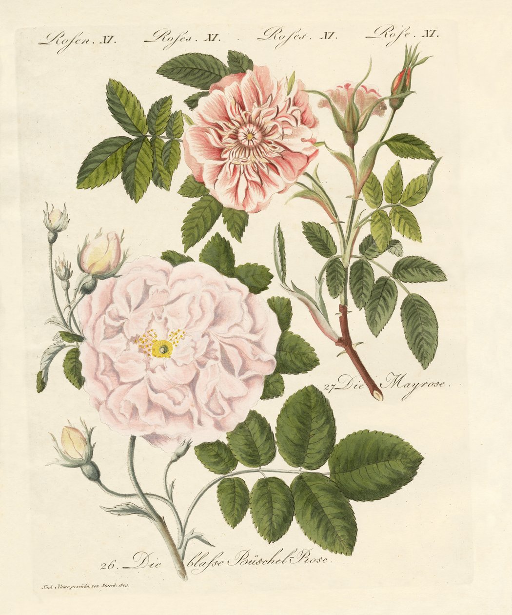 Kinds of Roses by German School