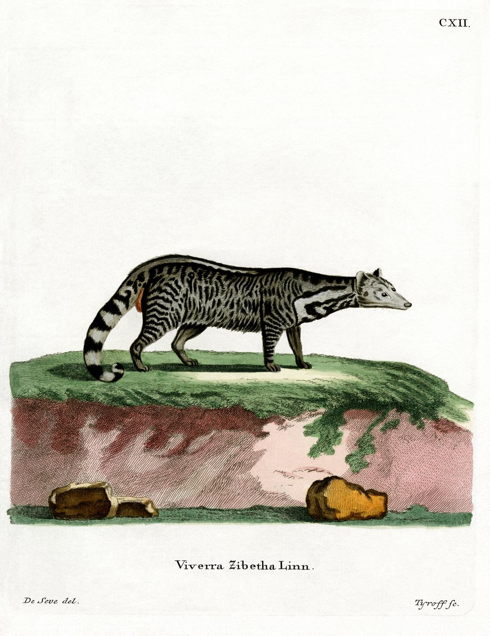 Large Indian Civet by German School