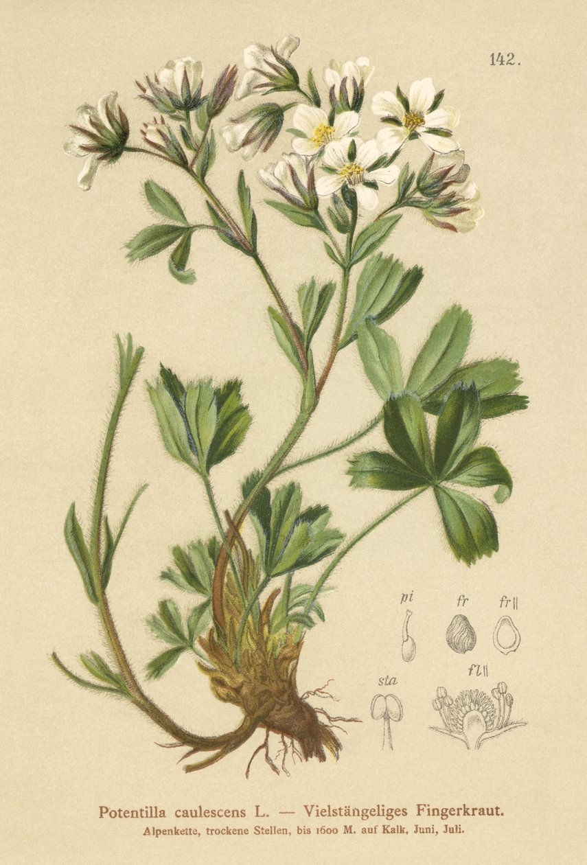 Lax Cinquefoil by German School