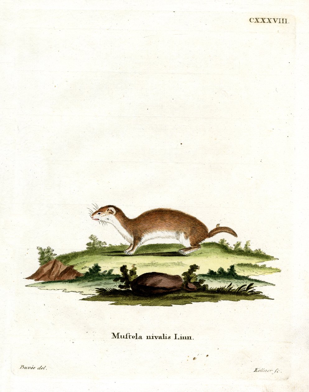 Least Weasel by German School