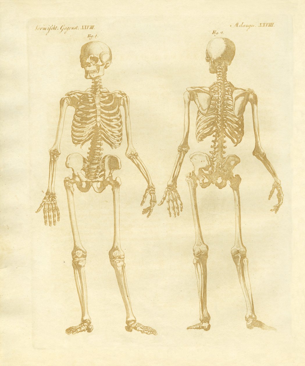 Leg Structure from Human Bodies by German School