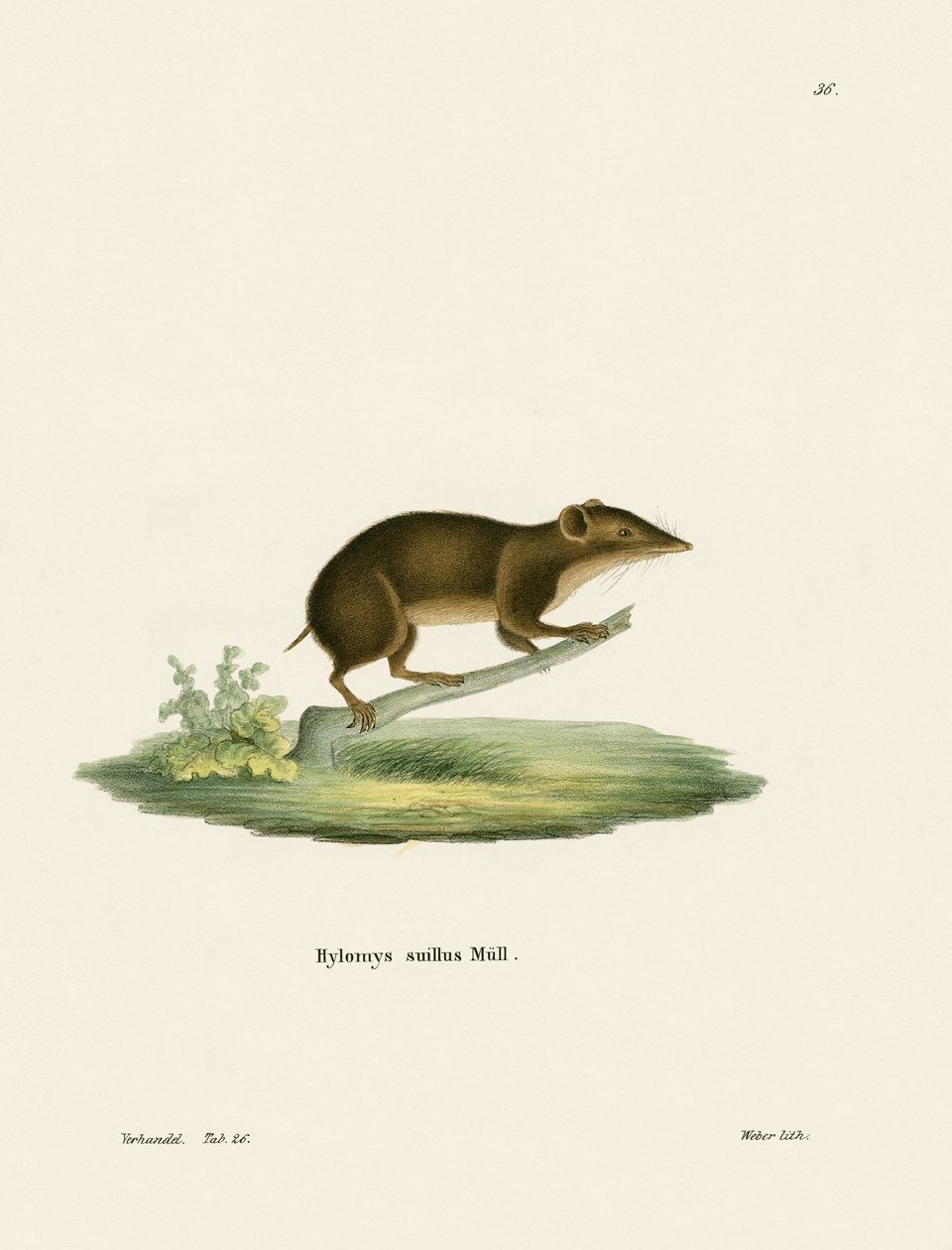 Lesser Gymnure by German School