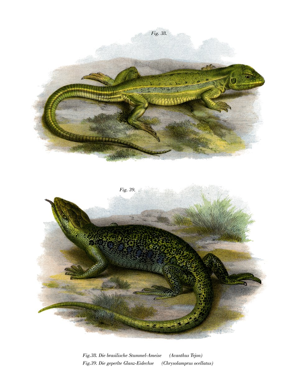 Lizard by German School