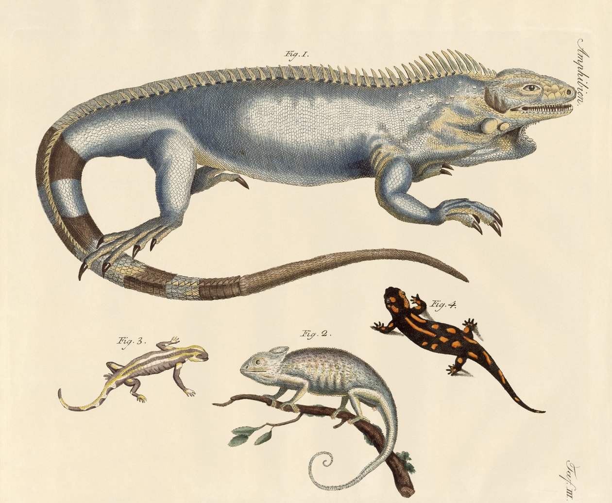 Lizards by German School