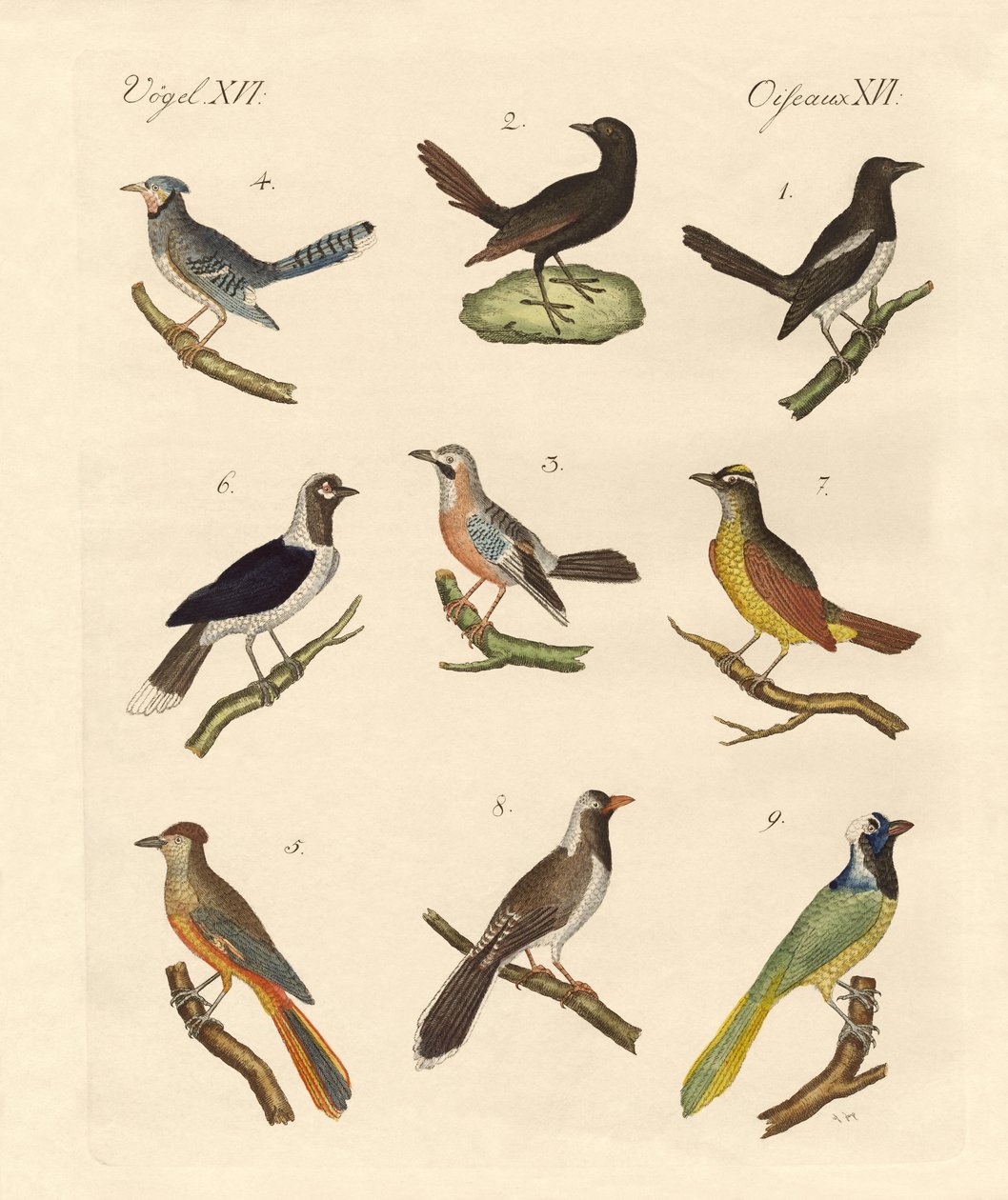 Magpies and Jays by German School