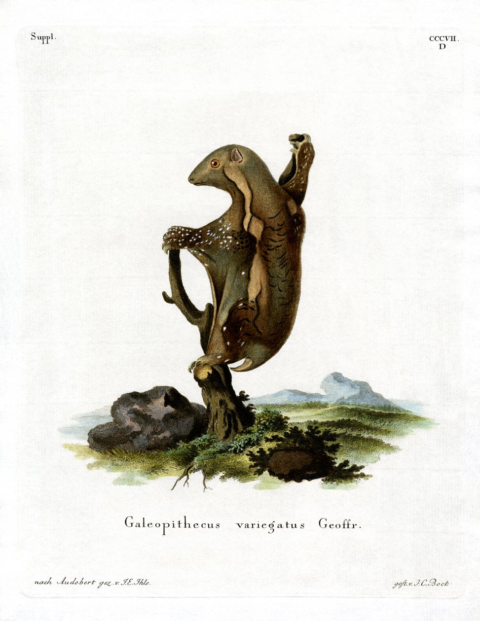 Malayan Flying Lemur by German School