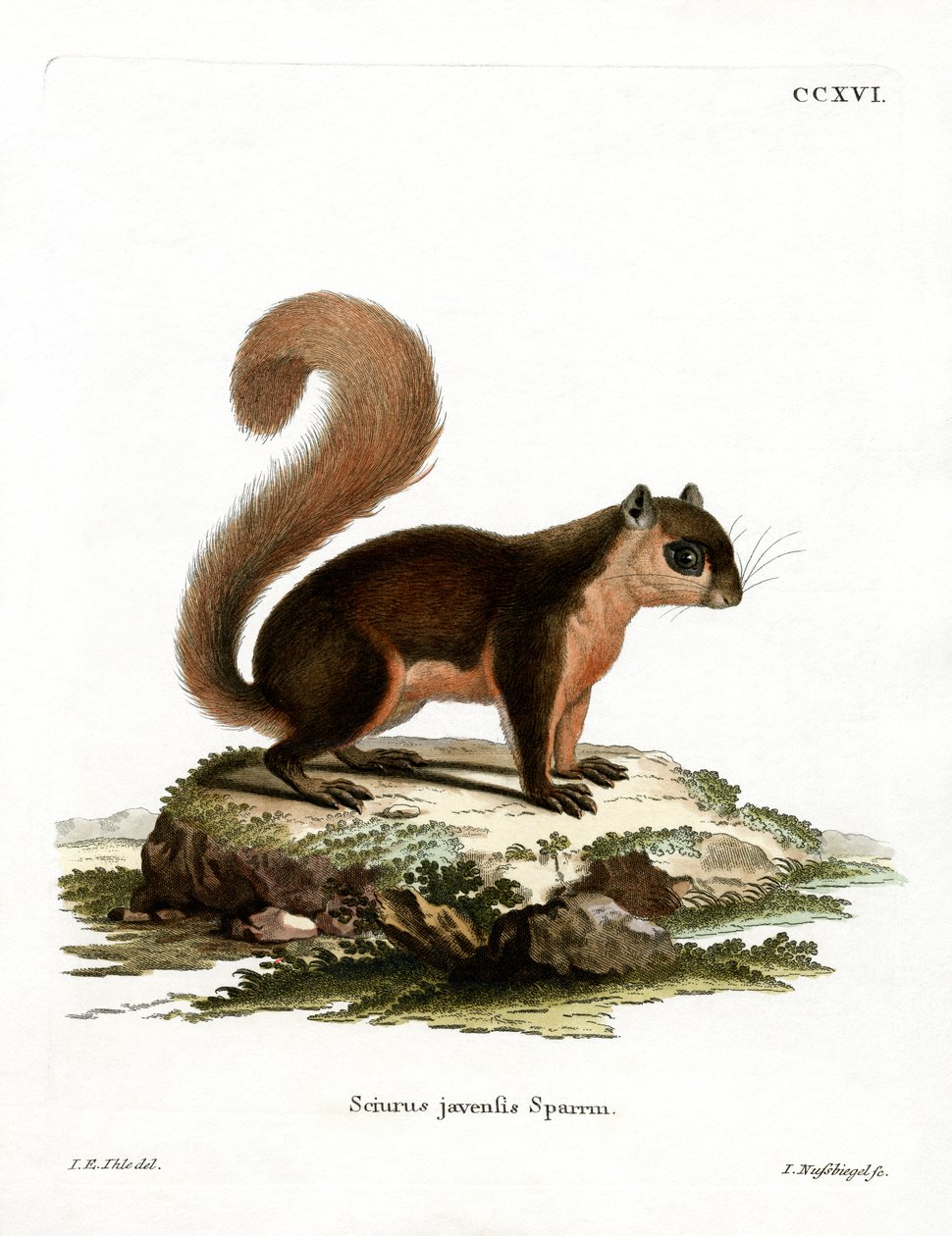 Malayan Squirrel by German School